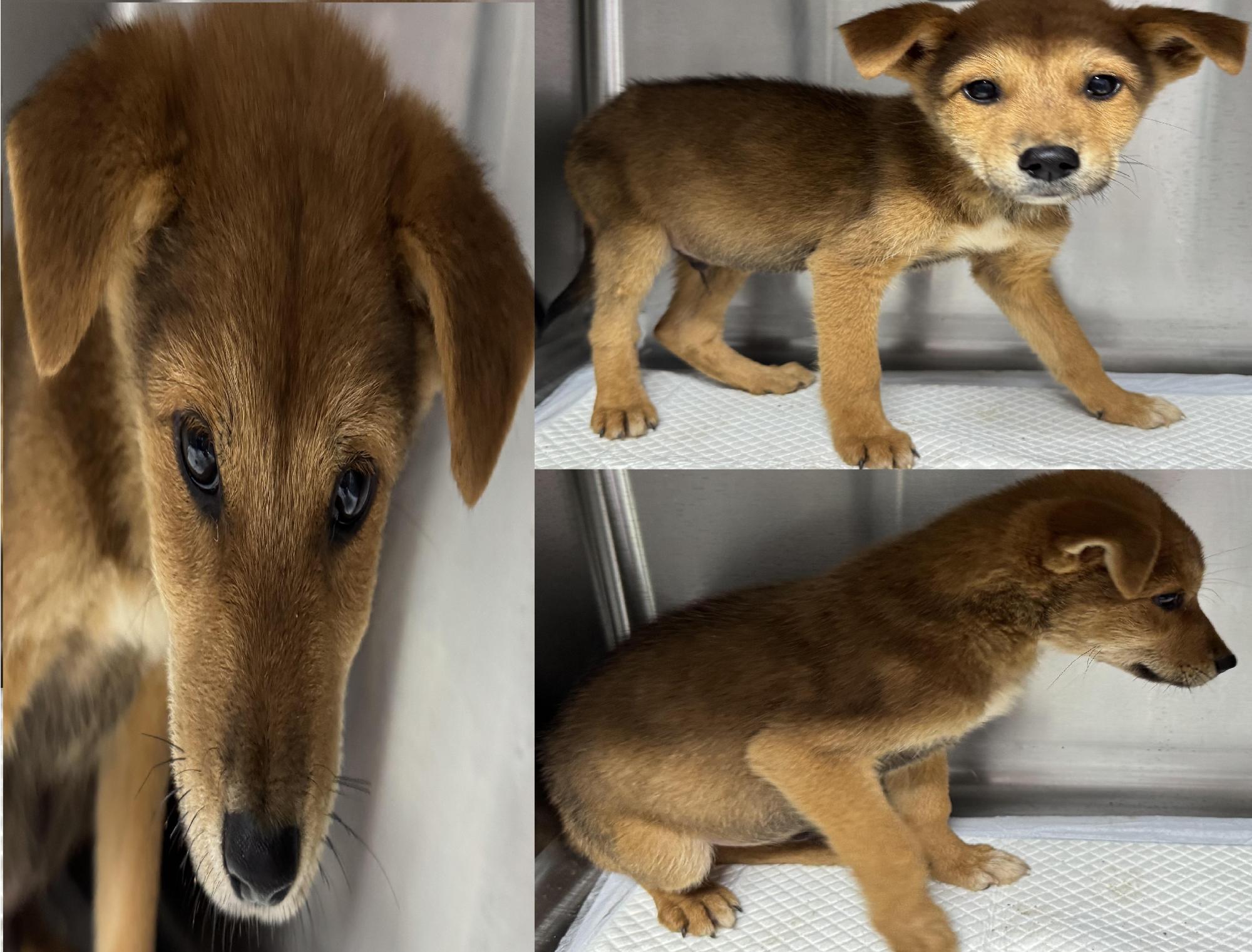 보호중 믹스견의 가…